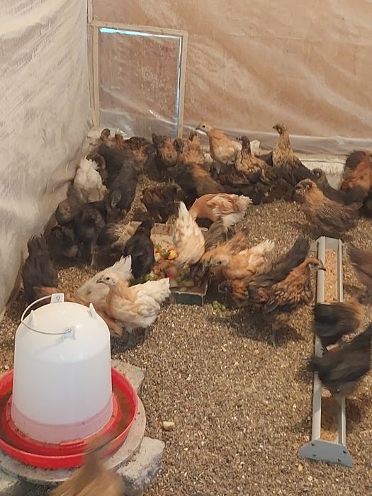 Инкубационное яйцо.