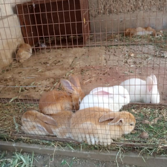 Quyon bollari sotiladi Burgundiya