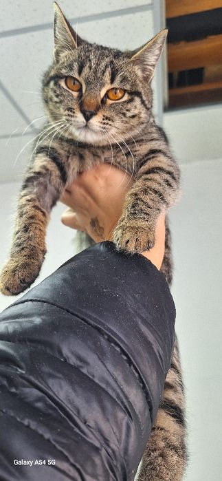 Красивые коты и кошки