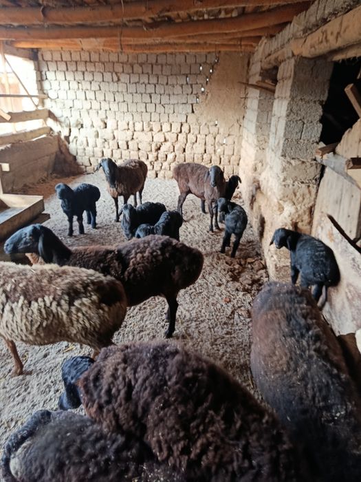 Ona bola qoylar sotiladi