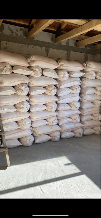 Vand Porumb Pioneer 2025