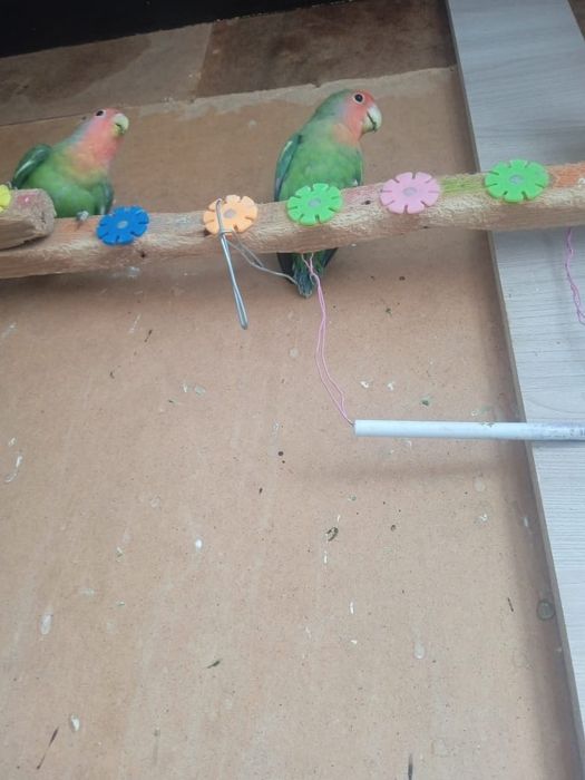 Попугай неразлучники