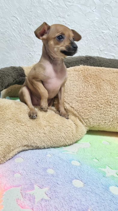 Русский той-терьер мини