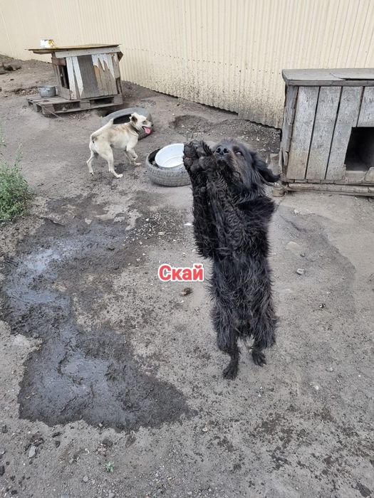 Дарю в добрые и ответственные руки