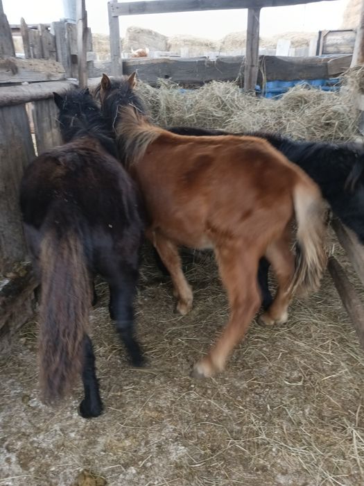 Продам кобыл и жеребчик