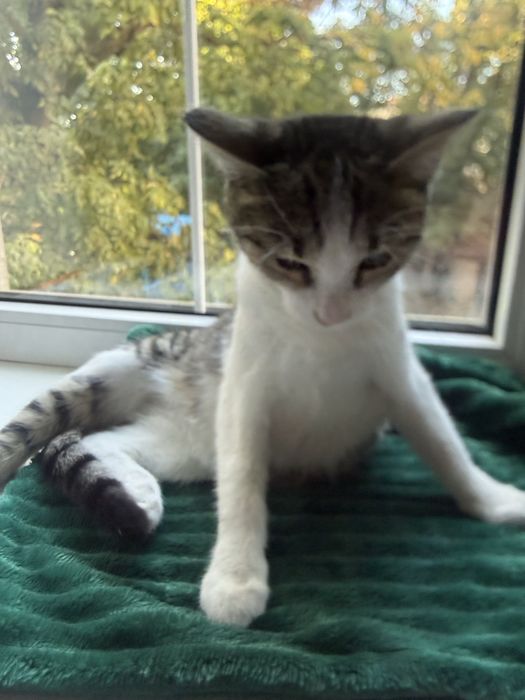 Котенок Амура в любящие руки