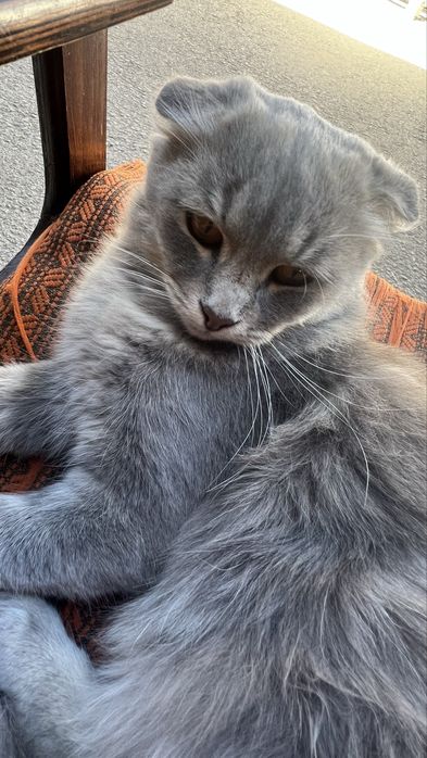 Кот в Добрые руки