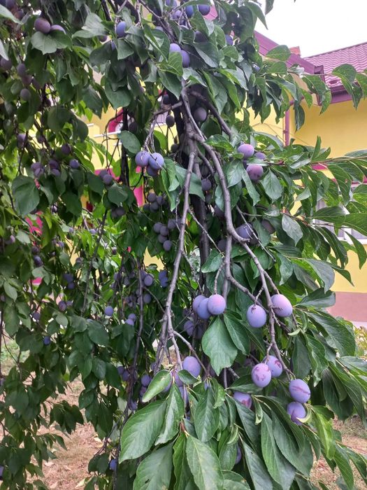 Prune de vânzare