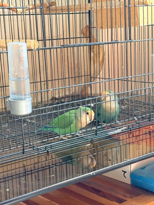 Попугаи неразлучники