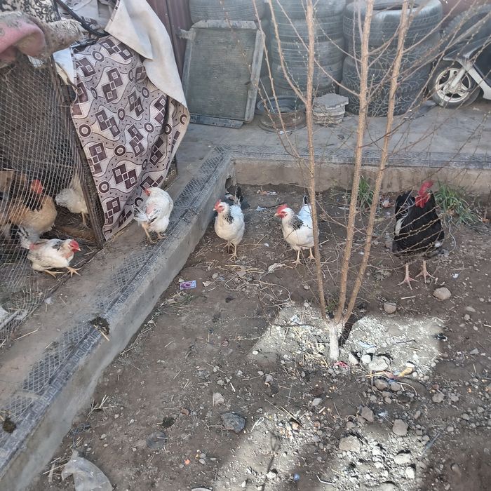 Арлер сатлад 4500
 Жымртка туып тыр