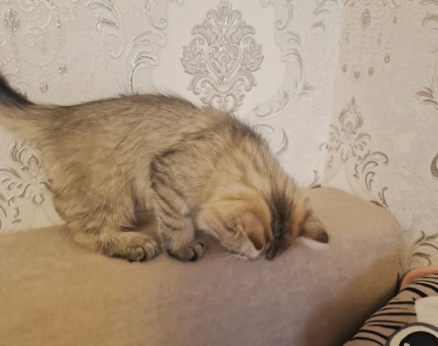 Котенок котенок котенок