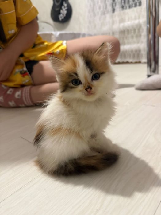 Котята бесплатно