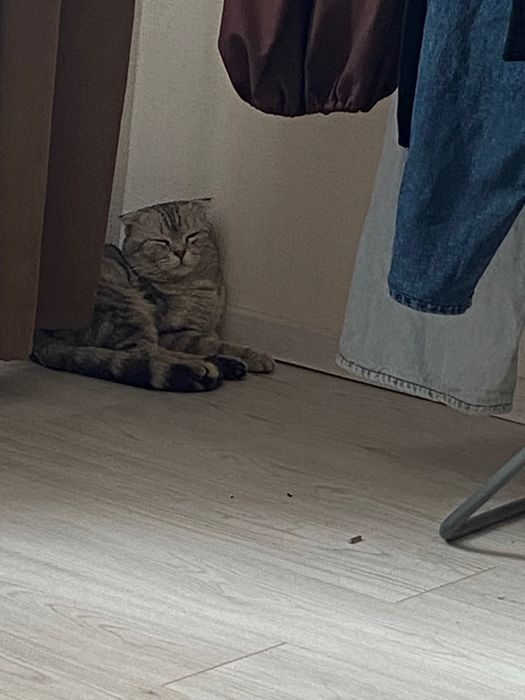 отдам кота бесплатно