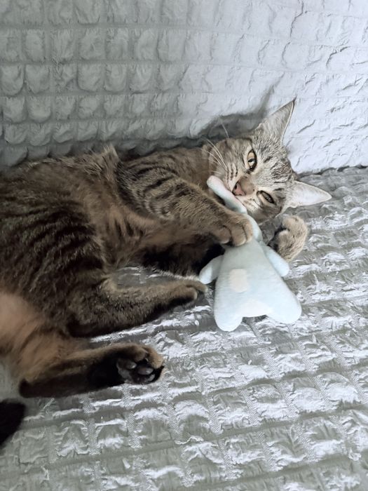 Домашняя кошечка бесплатно