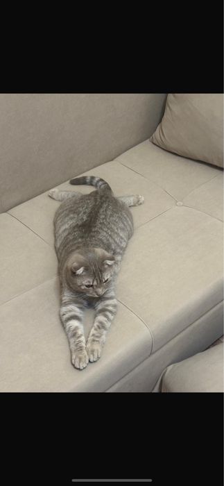Отдам кота БЕСПЛАТНО