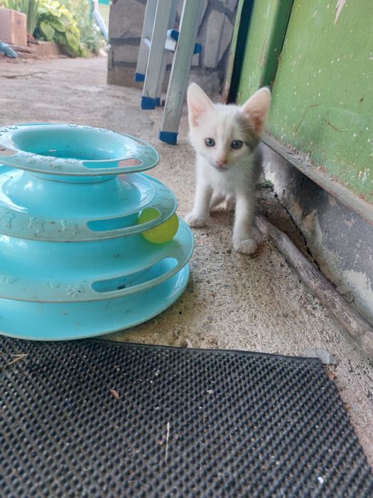 Подарявам котенца