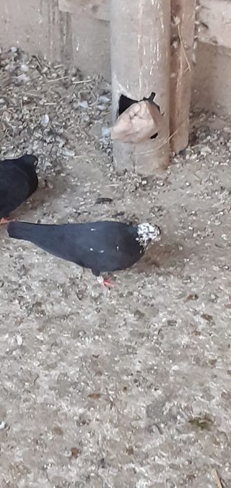 Голуби разные , прекрасные