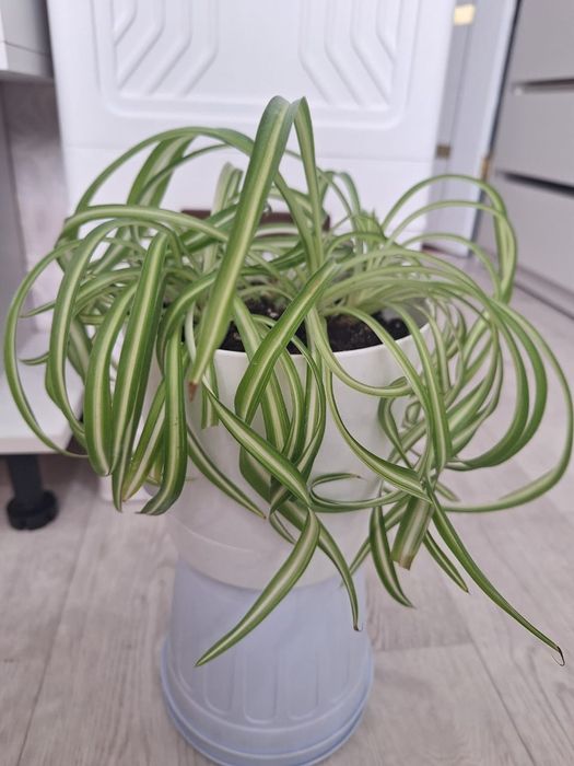 Хлорофитум Бонни