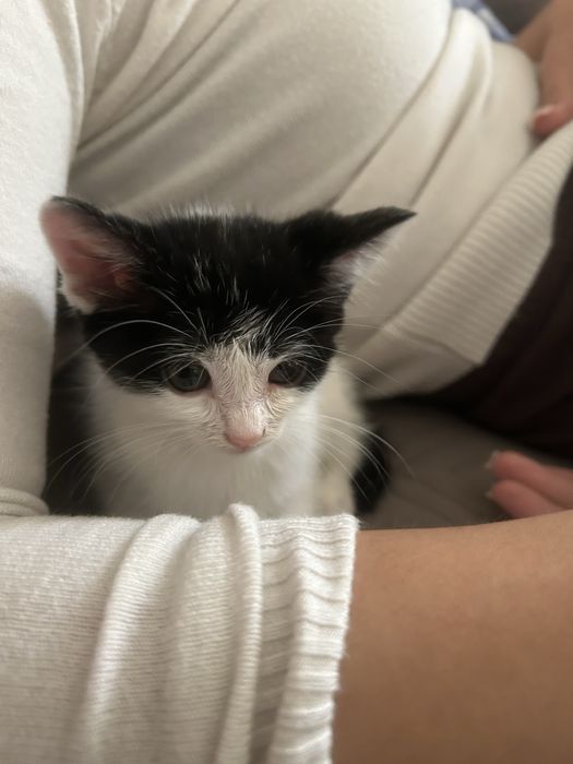 Pisica spre adoptie