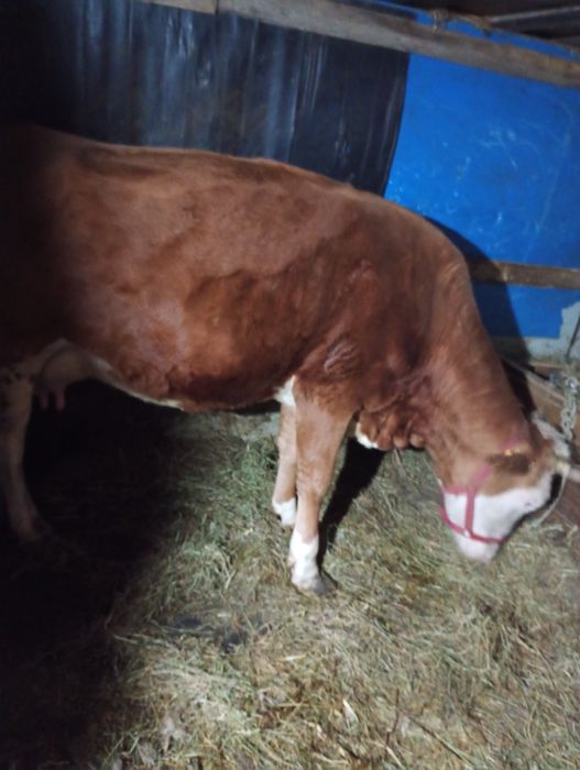 Vaca bălțată Românească