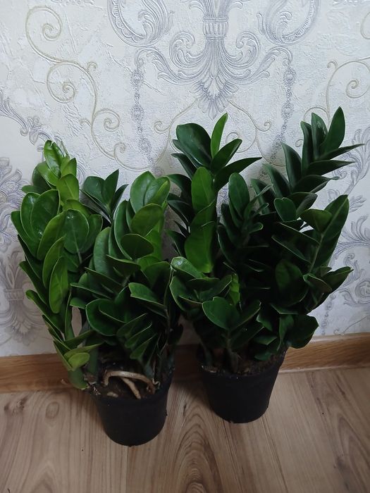 Комнатные растения