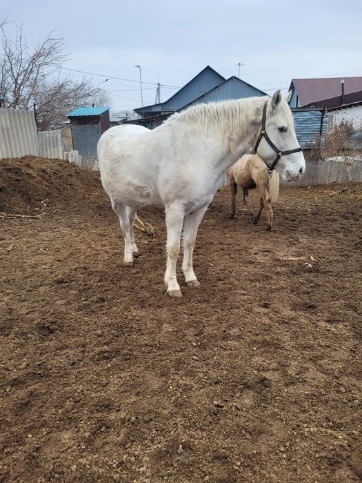 Жорга бие, кабыла.