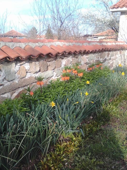 Фритилария (Ходжово лале),мини ирис