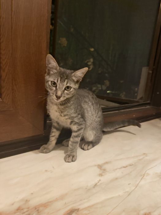Pisicute pentru adoptie