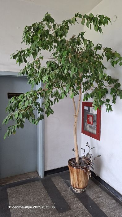 Бенджамин; Фикус (Ficus elastica); Фикус "Лирата
