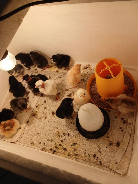 Цыплята суточные 13.14 дня цеплята