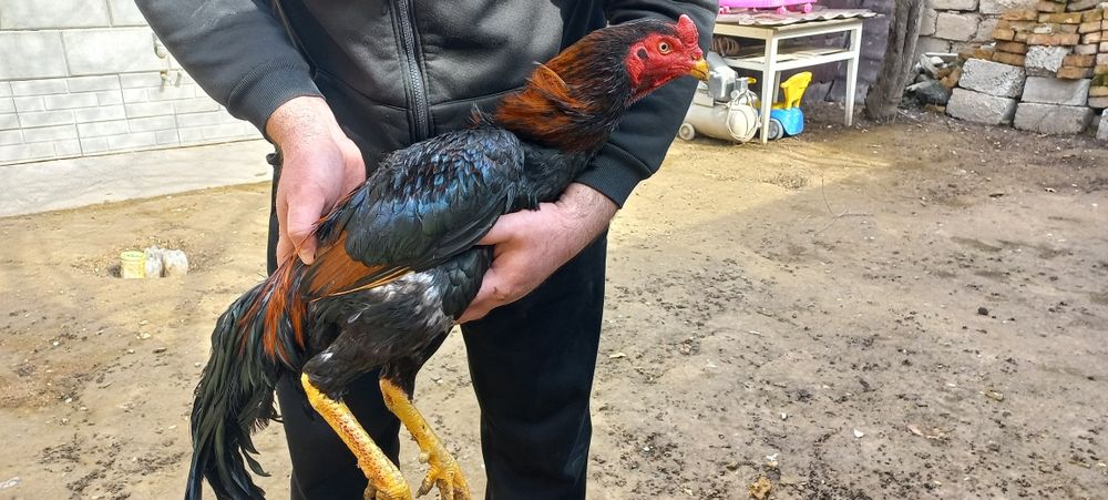 Дакан 1,6 ай кореец