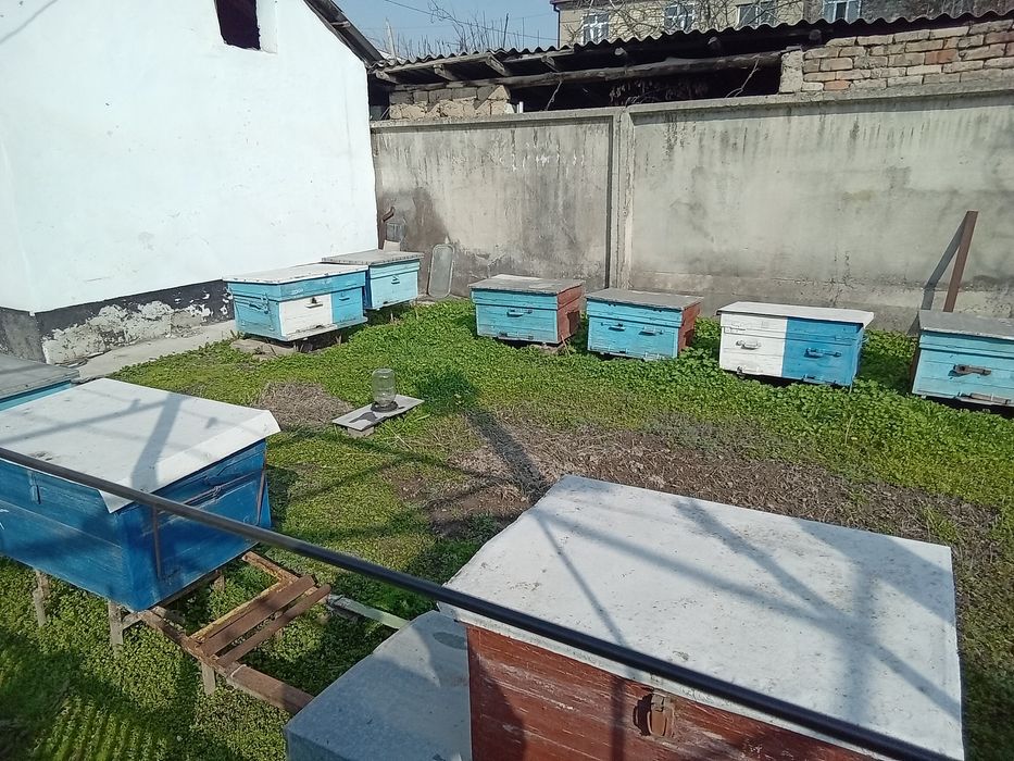 Продается пасека