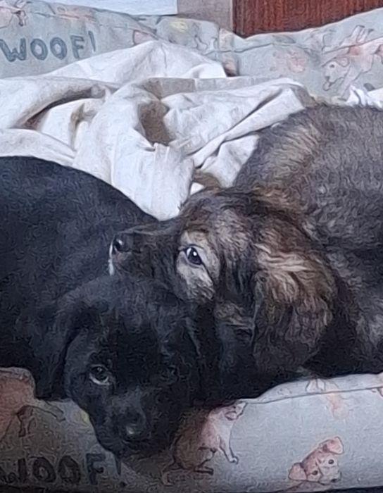 кученца, на 1 месец