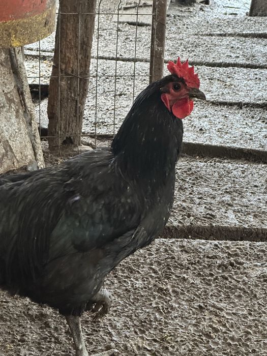 Cocosi austrolop si rate romanesti 8 luni