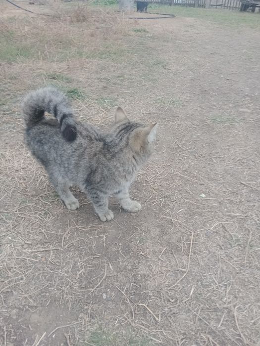 Отдам кошку в добрые руки