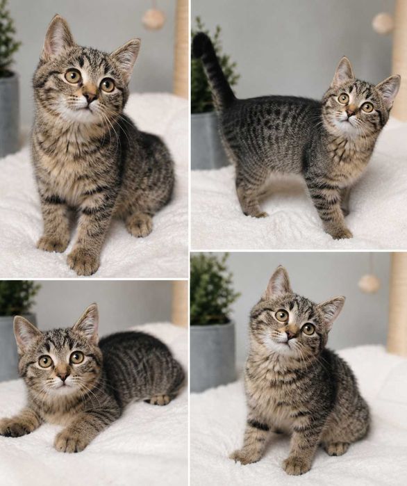 Котенок ищет дом! (Девочка, 3 месяца)