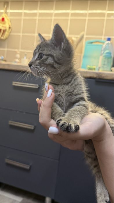 Отдадим котенка