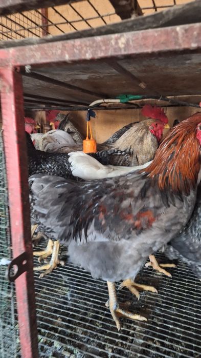 Петухи молодые 6 месяцев