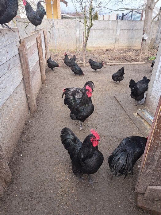 Vând cocoși australorp negri
