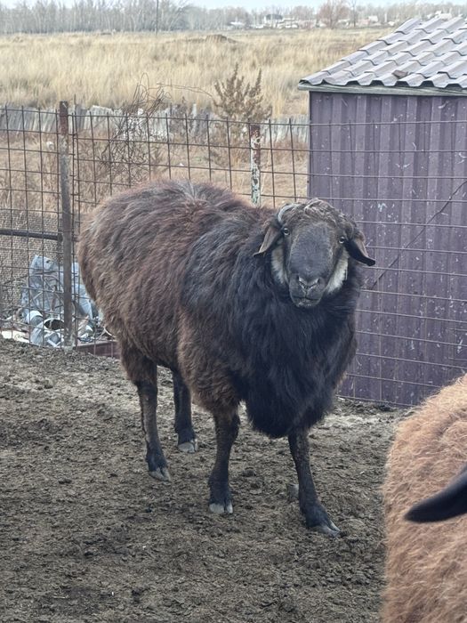 Қошқар сатамын, СЕМІЗ майлы !!!