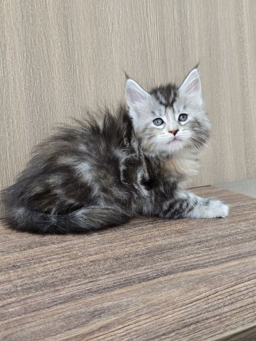 Шикарная девочка мейн-кун