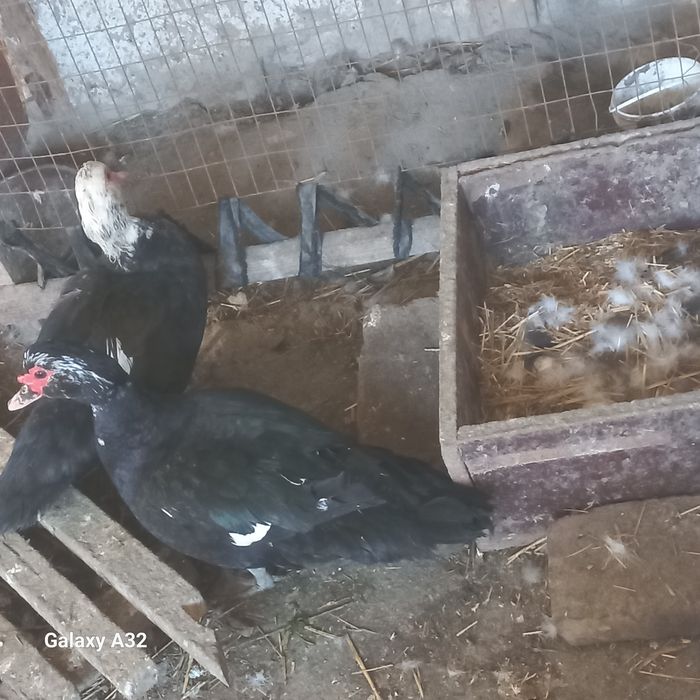 Индаутки продаётся