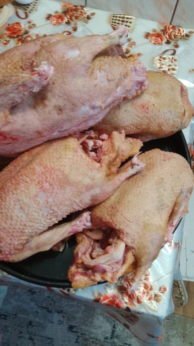 Vând Rațe/Rațoi crescute la curte