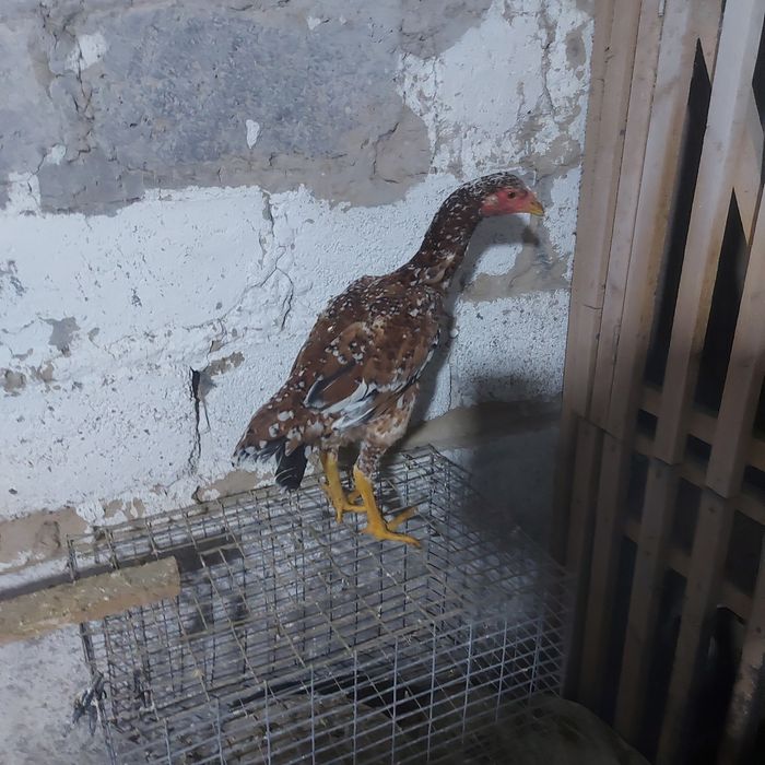 Корейц китай джужа майски несутся