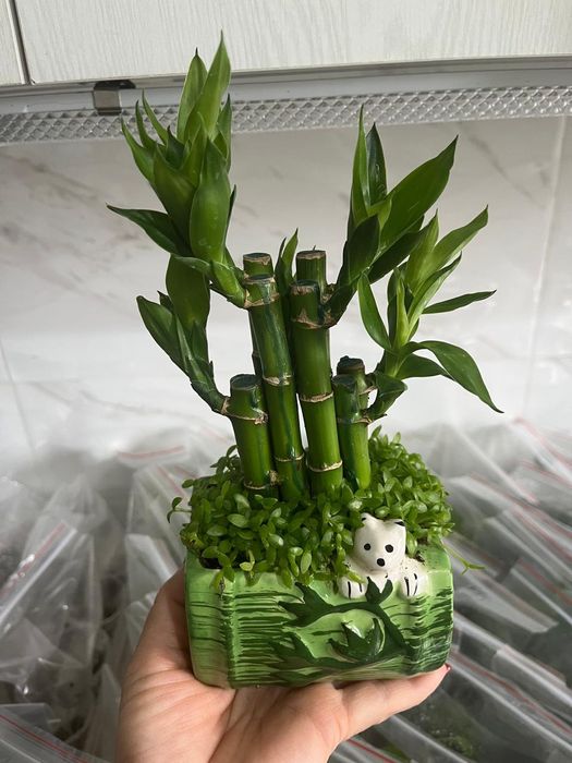 Комнатные растения