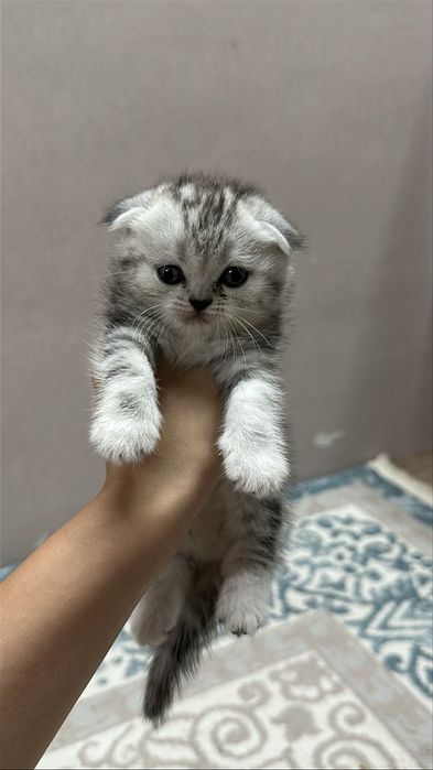 Чистокровнные котята