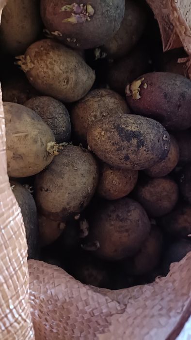 Продам картофель семяной сорт Галла