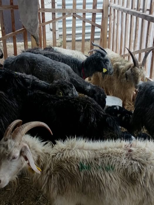 Лакты ешкилер...