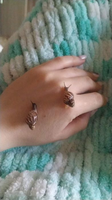 Продам улиток Ахатин