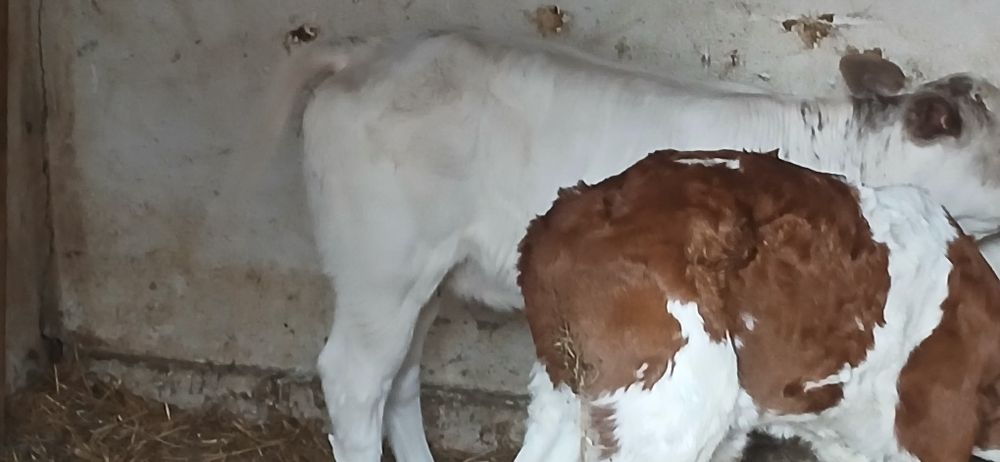 Vitei belgian baltata angus